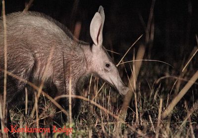 Aardvark